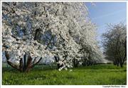 France - Seine-Valley-apple-blossom